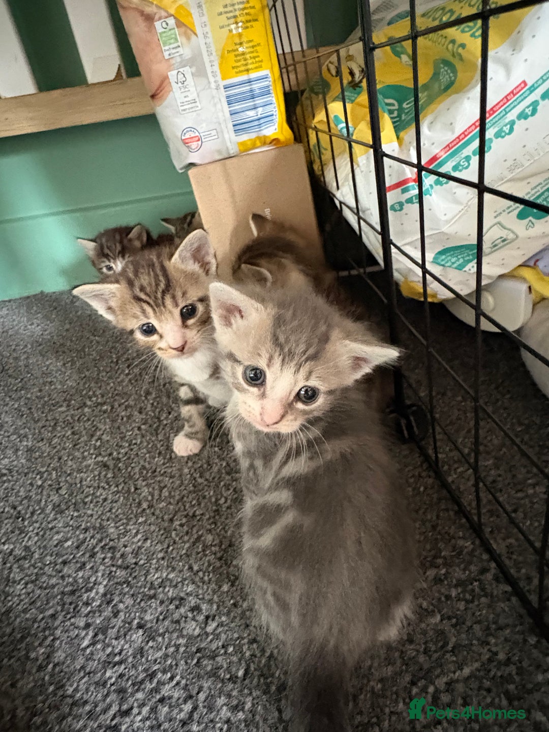 Mixed Breed cats for sale: 2 female grey tabby kittens  - Image 3