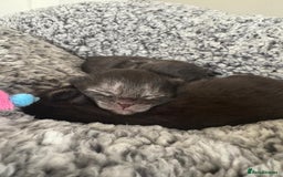 Maine Coon cats for sale: 🐾 Russian Maine Coon Kittens – TICA Registered 🐾 - Image 33