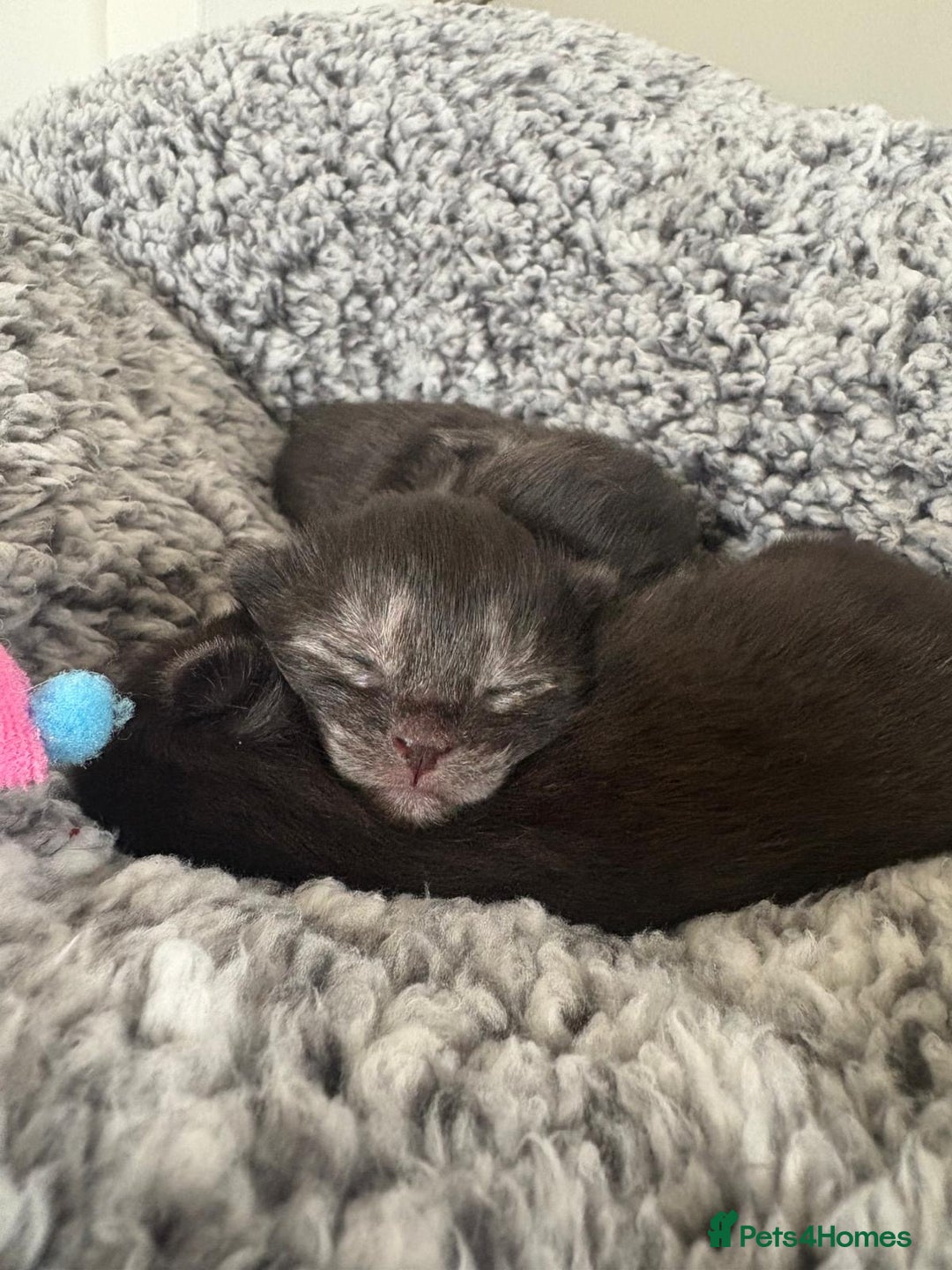 Maine Coon cats for sale: 🐾 Russian Maine Coon Kittens – TICA Registered 🐾 - Image 33