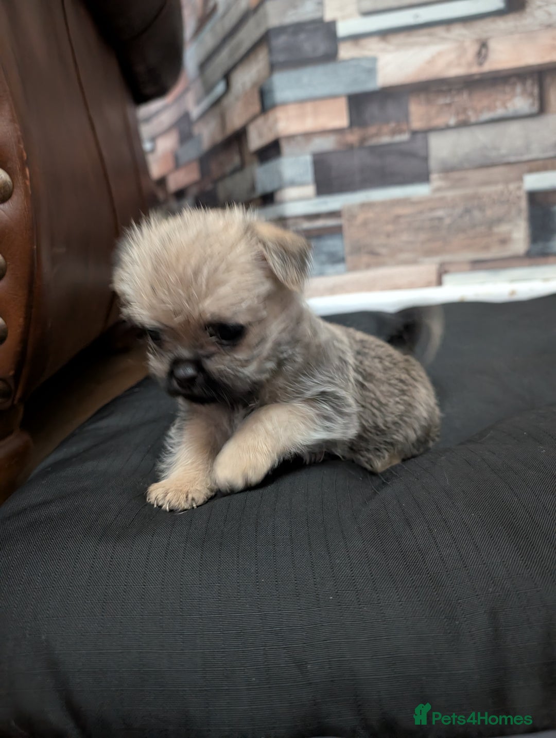 Mixed Breed dogs for sale: ShiChi - Image 10