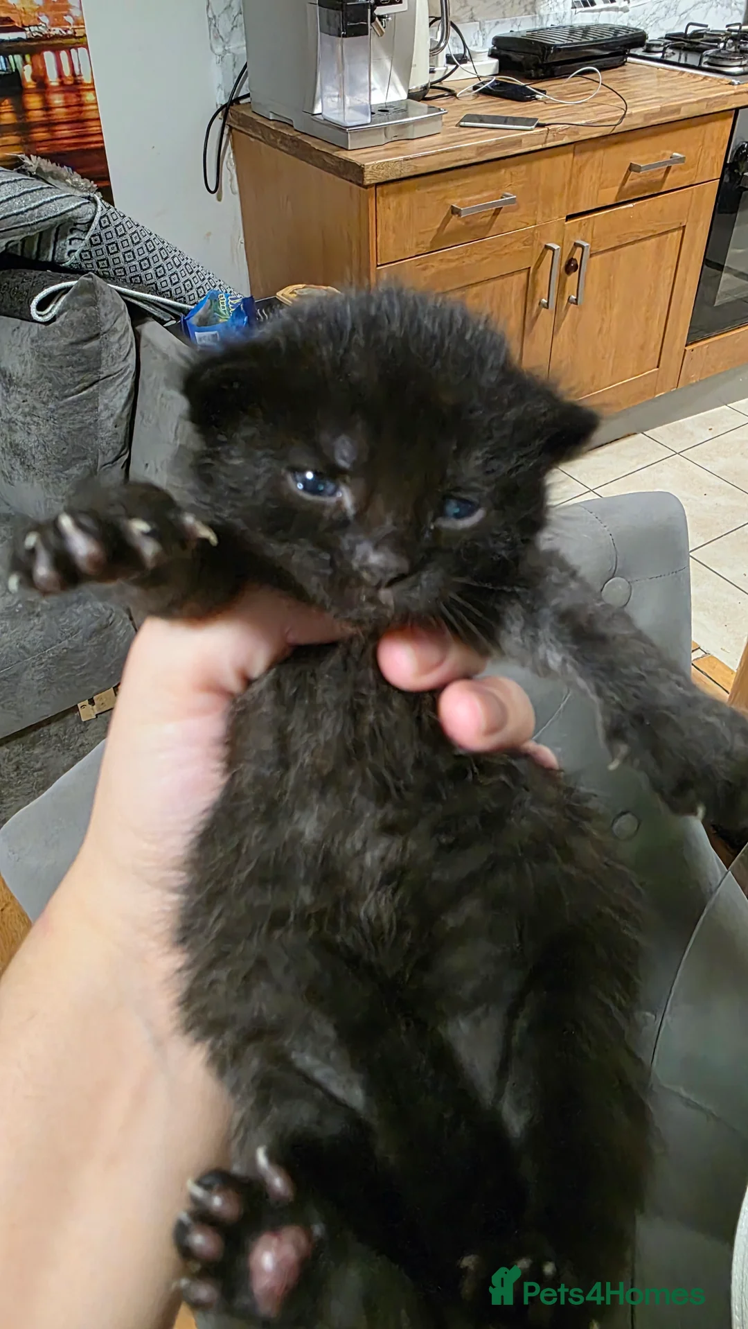 British Shorthair cats for sale: Beautiful kitten - Advert 7