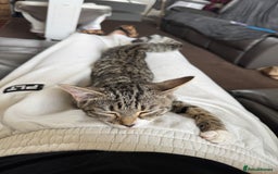 Mixed Breed cats for sale: Biscuit  - Image 1