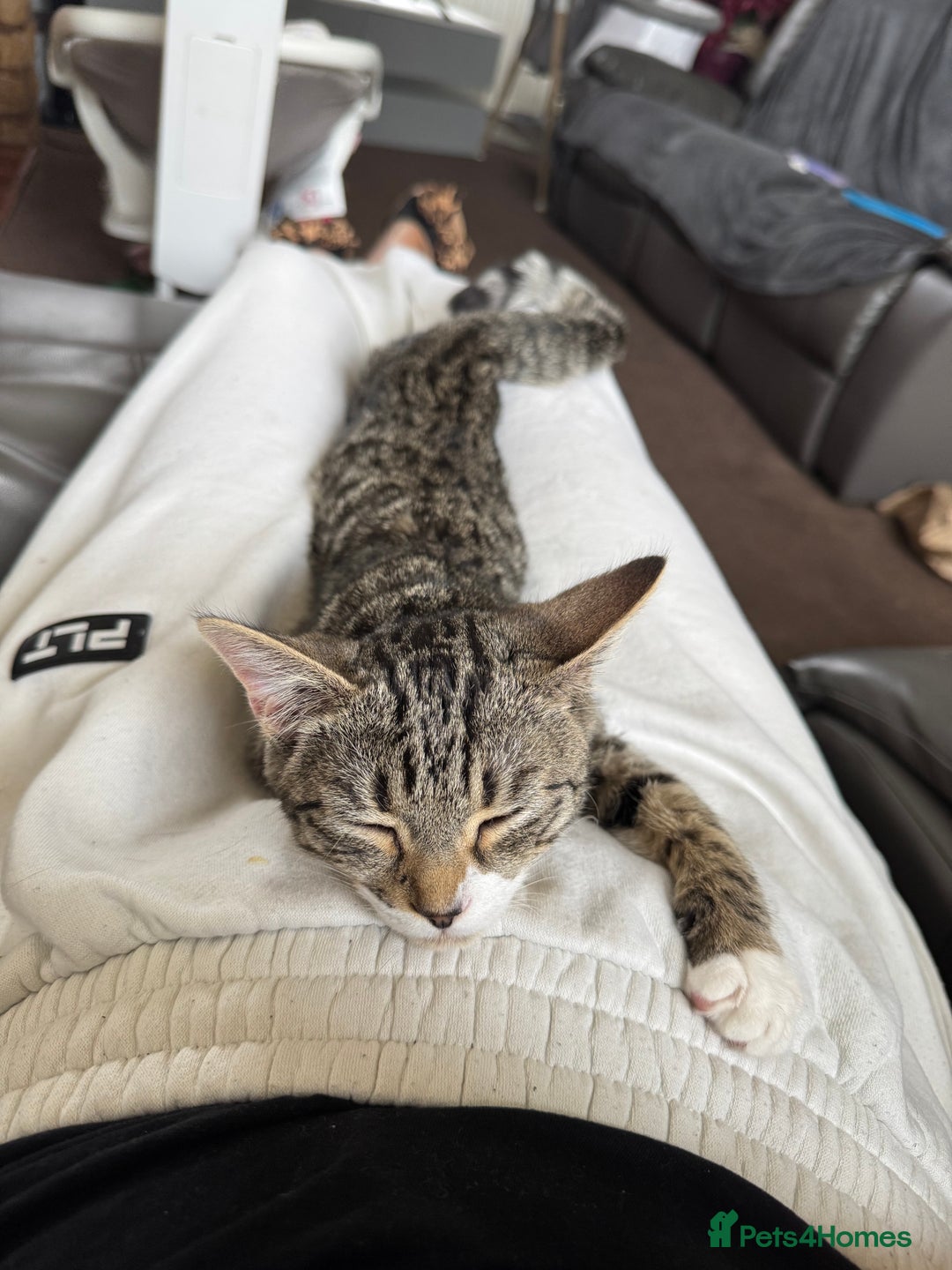 Mixed Breed cats for sale: Biscuit  - Image 1