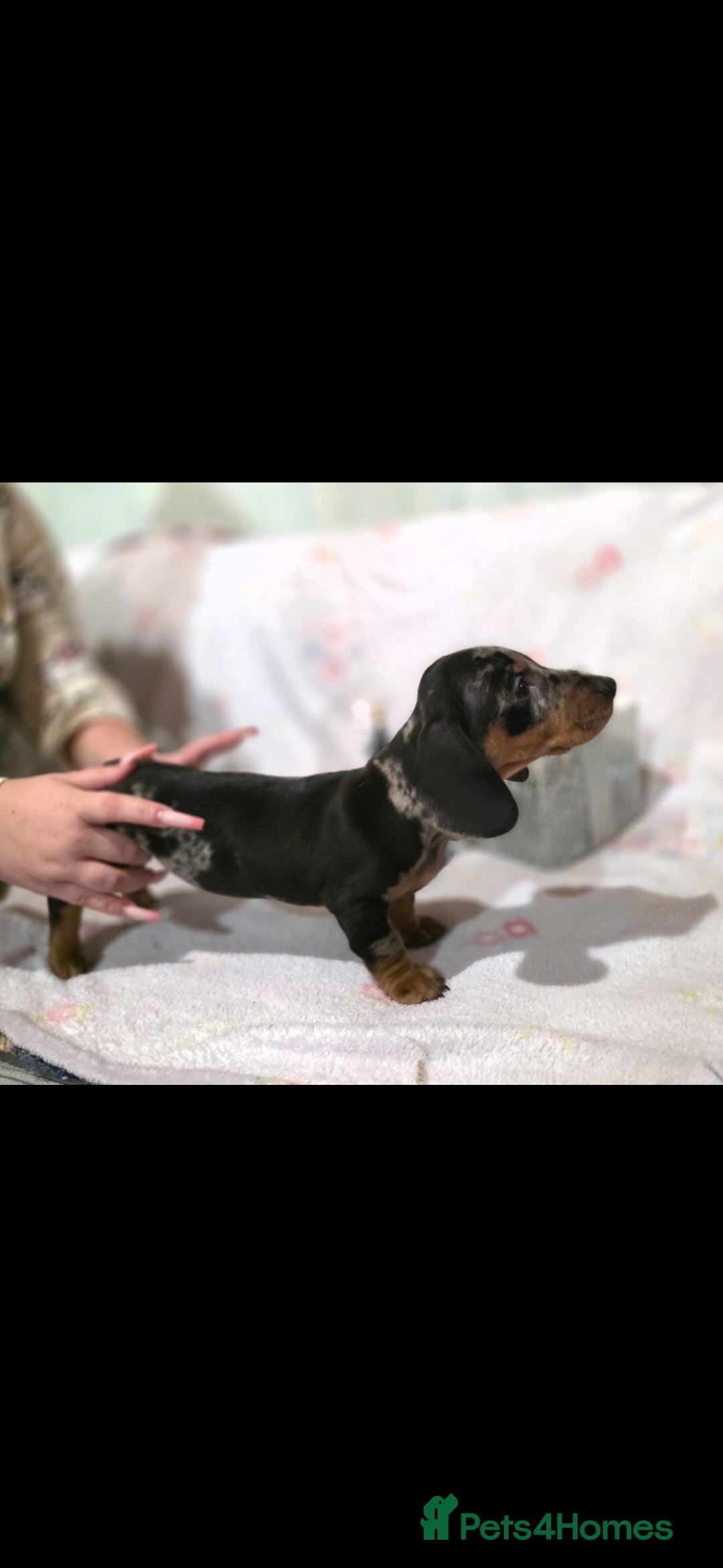 Dachshund dogs for sale: Beautifull puppies  - Advert 5