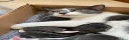 Mixed Breed cats for sale: 4 Adorable kittens for sale  in Newton Abbot - Advert 2