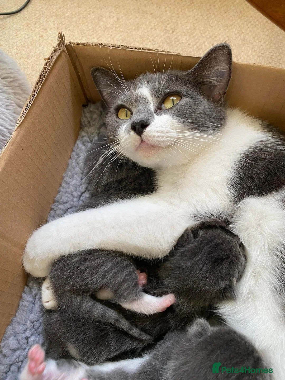 Mixed Breed cats for sale: 4 Adorable kittens for sale  in Newton Abbot - Advert 2