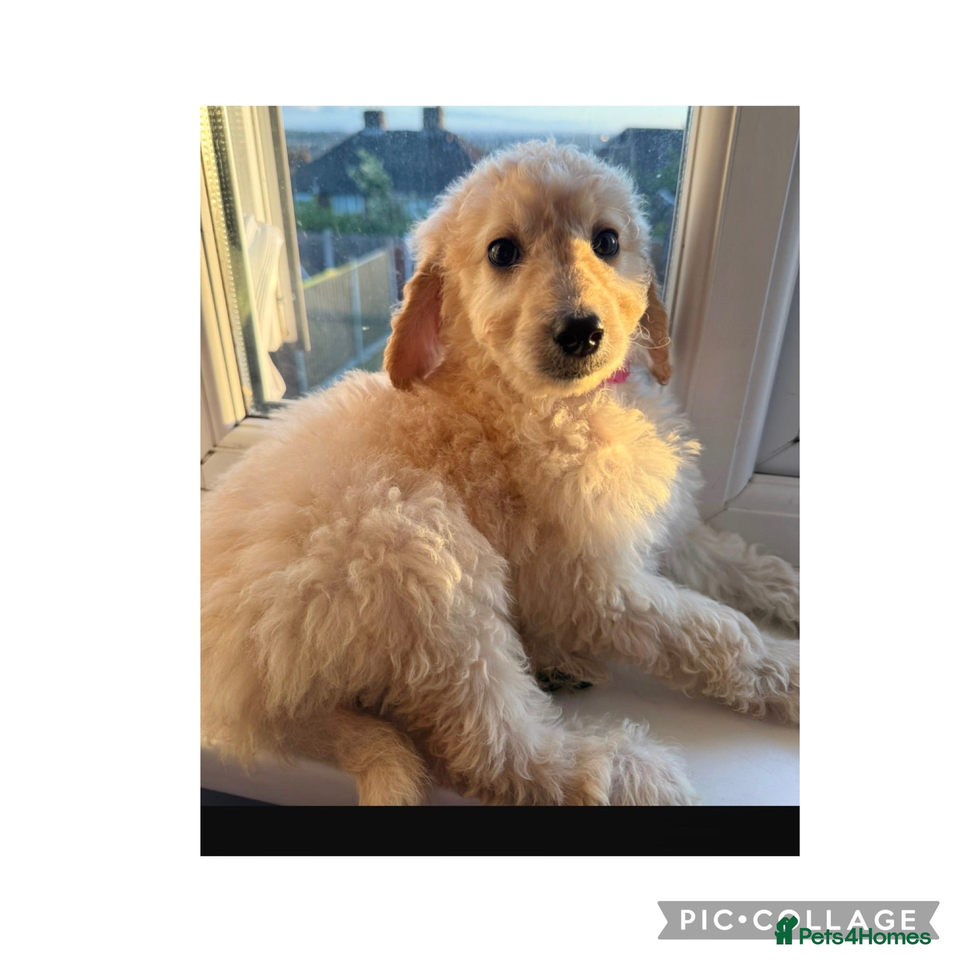 Labradoodle dogs Ready now rare silver f1bb standard labradoodles  - Advert 12
