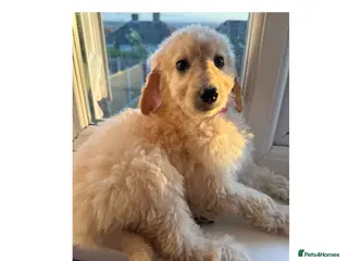Labradoodle dogs Ready now rare silver f1bb standard labradoodles - Advert 12