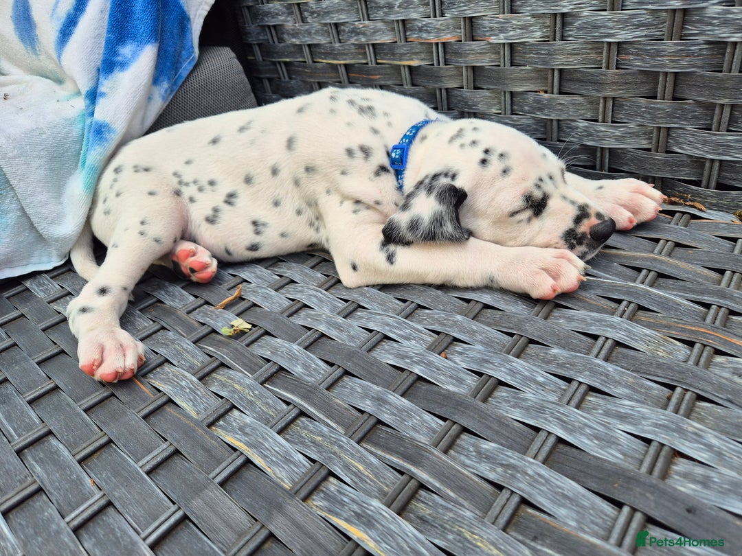 Dalmatian dogs for sale: 💙last LUA boy 💙 KC reg - Image 11