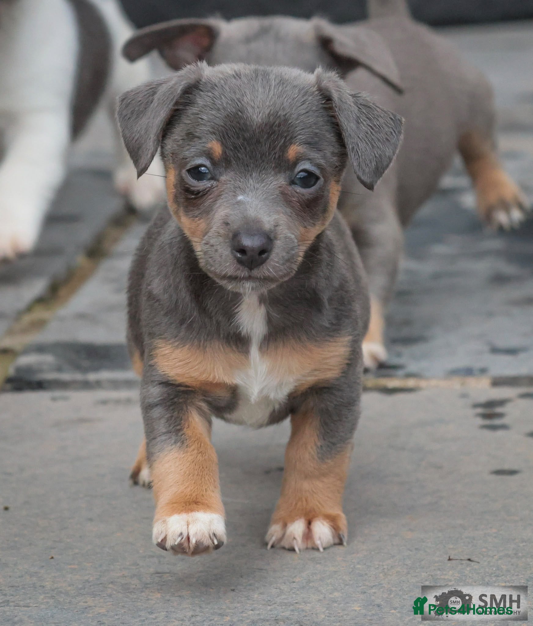 Jack Russell dogs Beautiful baby jack russells ready now - Advert 2