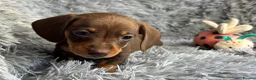 Miniature Dachshund dogs for sale: KC reg, PRA Clear Beautiful Natured Pups - Advert 17