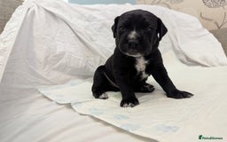 Mixed Breed dogs for sale: Dalmador Puppies for sale - Image 5