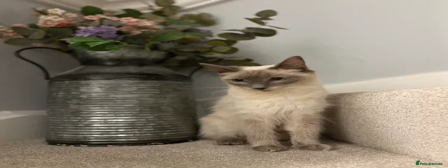 Blu