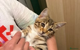Mixed Breed cats for sale: All went to a good home 💕 thanks - Image 2