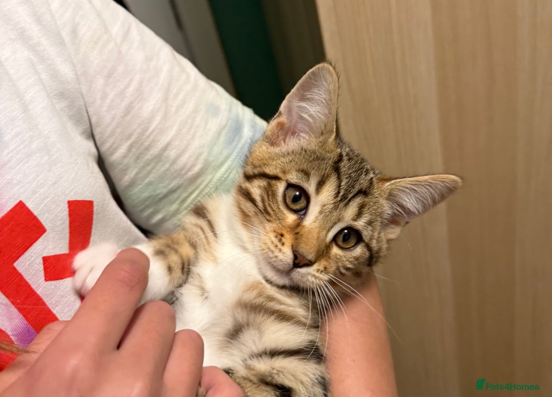 Mixed Breed cats for sale: All went to a good home 💕 thanks - Image 2