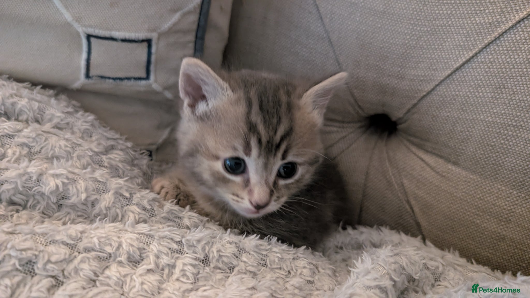Ragcoon cats for sale: Beautiful Ragcoon / Bengal kittens  - Advert 8