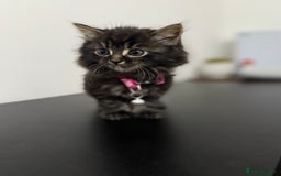 Mixed Breed cats for sale: 5 Beautiful Kittens - Ready for Homes Nov 17 - Image 2