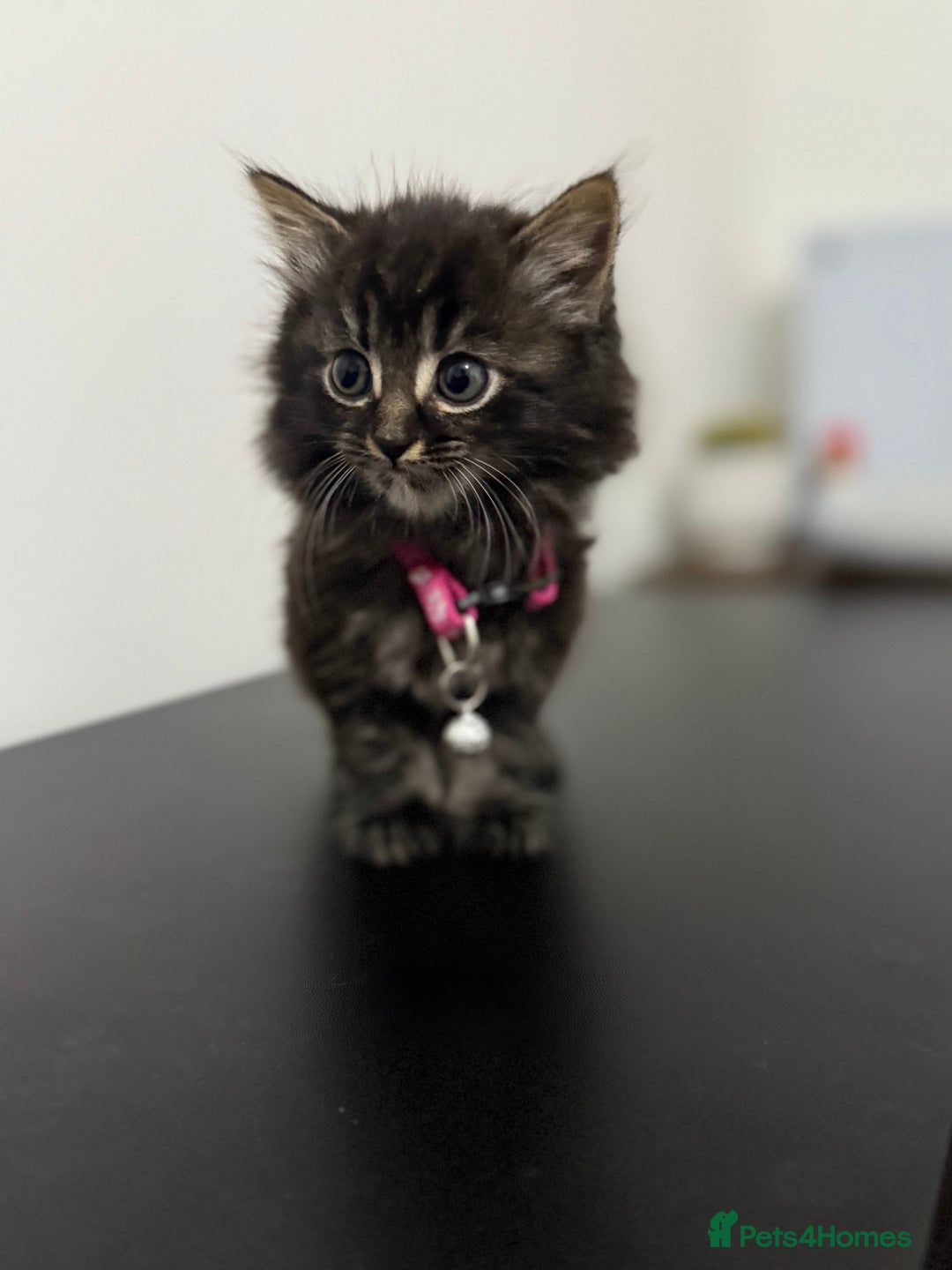 Mixed Breed cats for sale: 5 Beautiful Kittens - Ready for Homes Nov 17 - Image 2