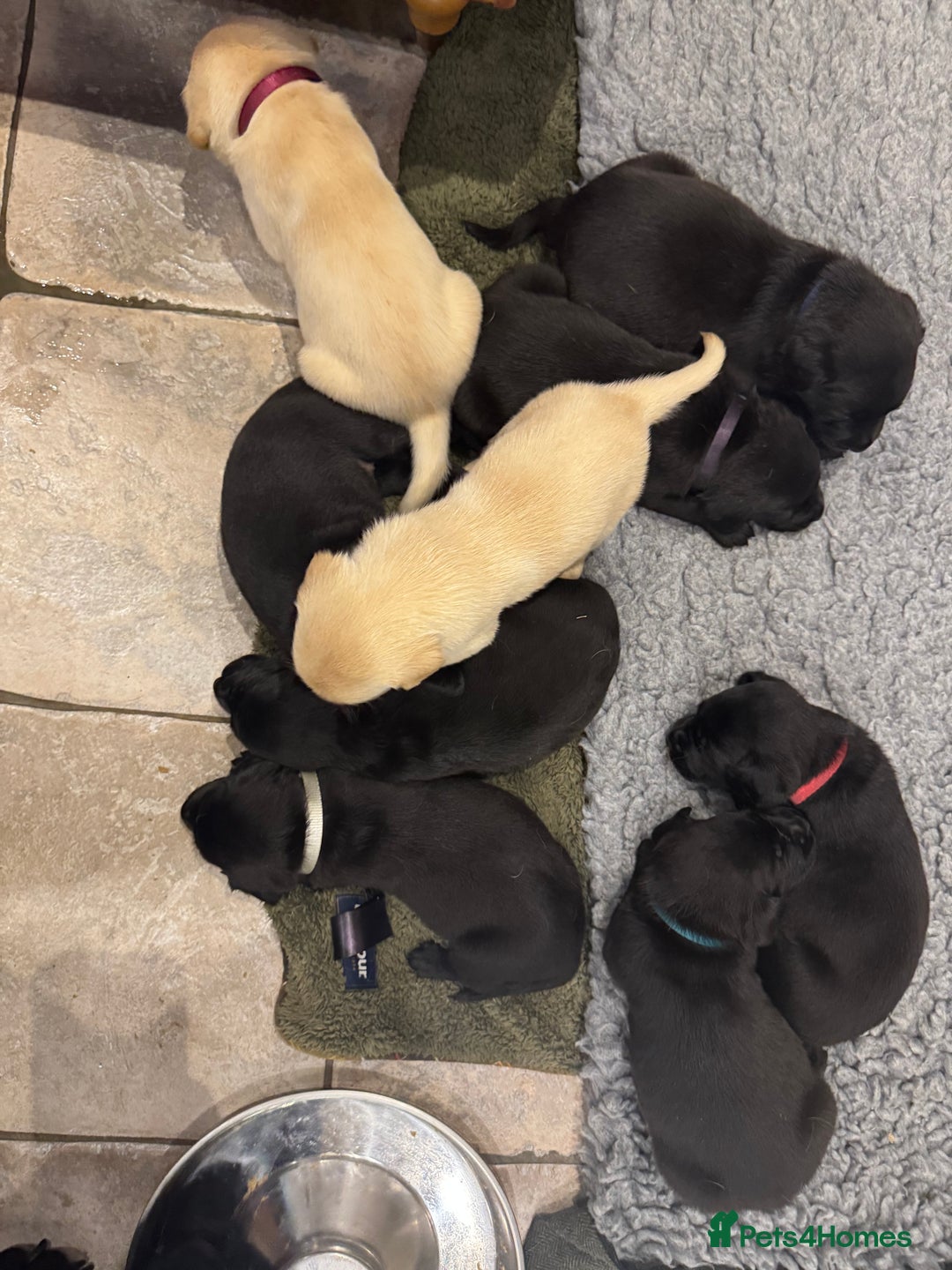 Labrador Retriever dogs for sale: KC Reg Health Tested Working Labradors - Image 22