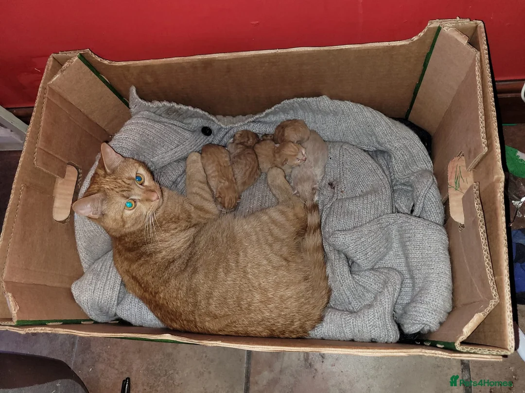 Mixed Breed cats for sale: Ginger kittens  - Advert 4