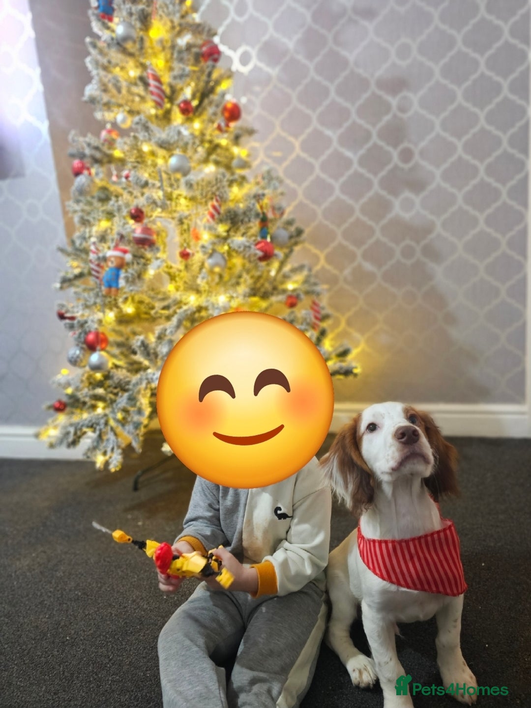 Cocker Spaniel dogs for sale: Hero the spaniel  - Image 11
