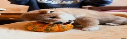Japanese Shiba Inu dogs for sale: Kennel club registered Shiba Inu puppies  - Advert 14