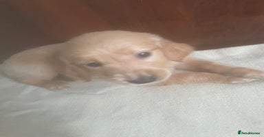Golden Retriever dogs - Advert 7
