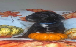 Mixed Breed dogs for sale: Springer cross puppies  - Image 10