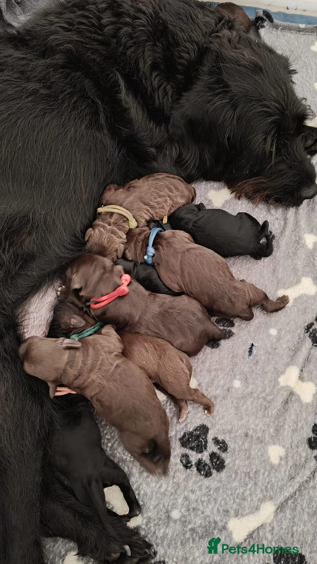 Australian Labradoodle dogs for stud: Proven Miniature Australian Labradoodle Stud  - Advert 9