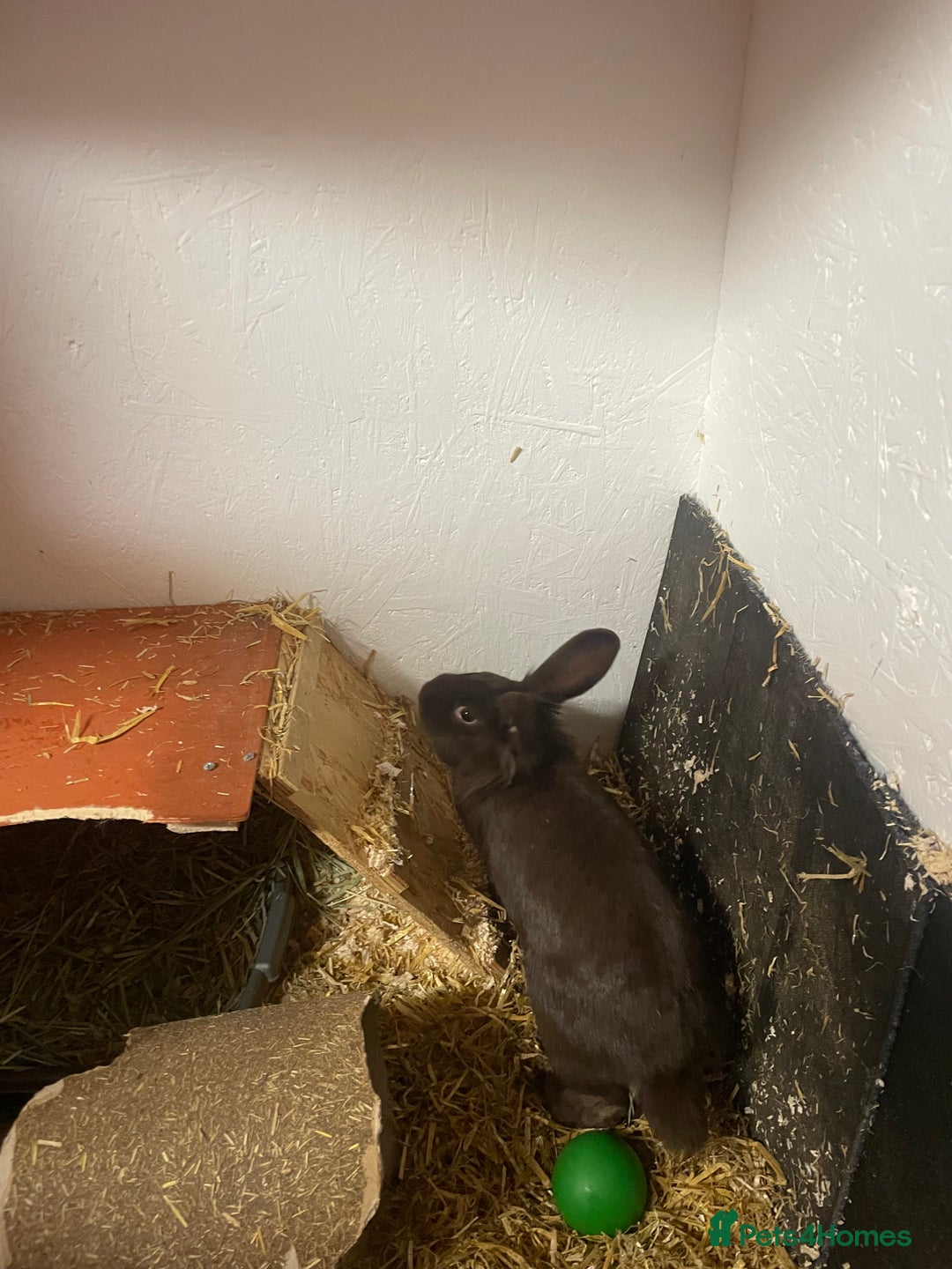 Rex rabbits for sale: Bonded females  - Advert 3