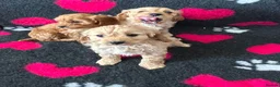 Cavapoo dogs for sale: Beautiful Cavapoo Puppies  - Advert 8