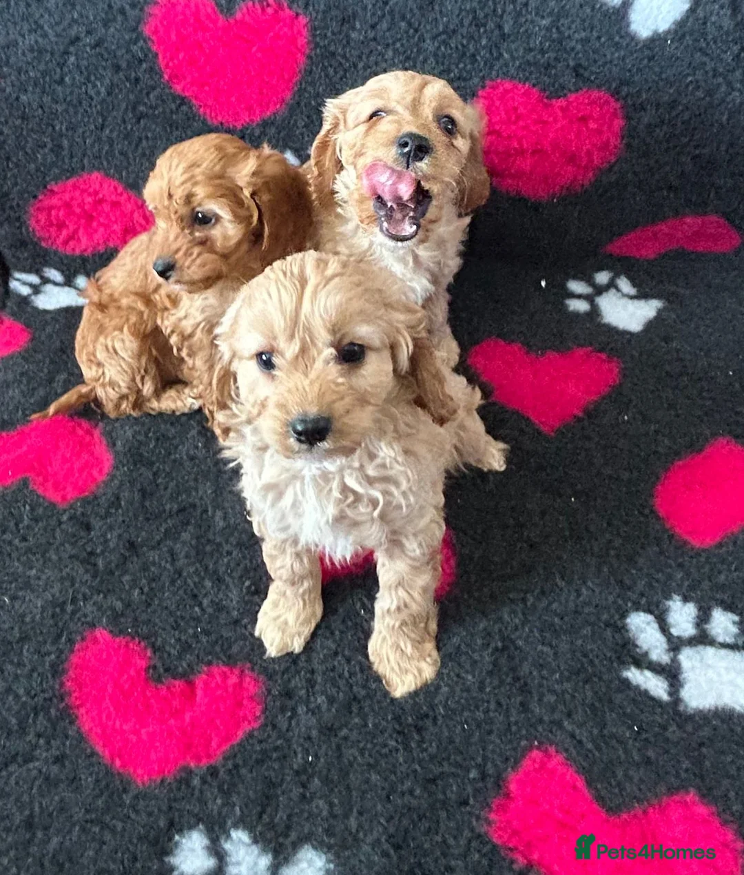 Cavapoo dogs for sale: Beautiful Cavapoo Puppies  - Advert 8