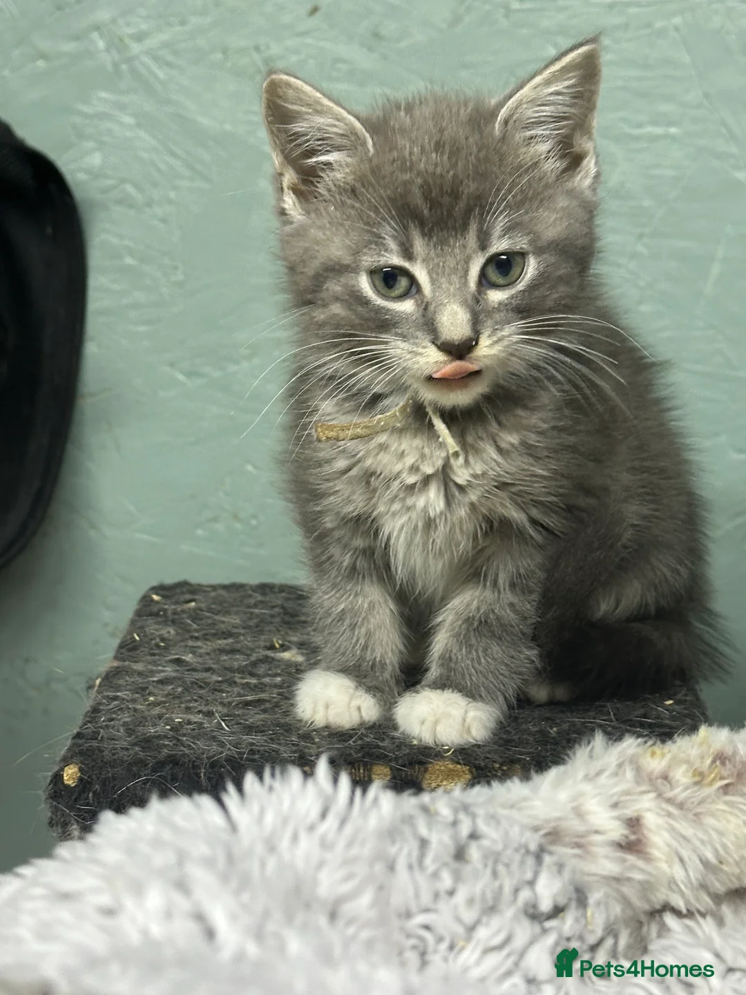 Maine Coon cats for sale: Mainecoons  - Advert 7