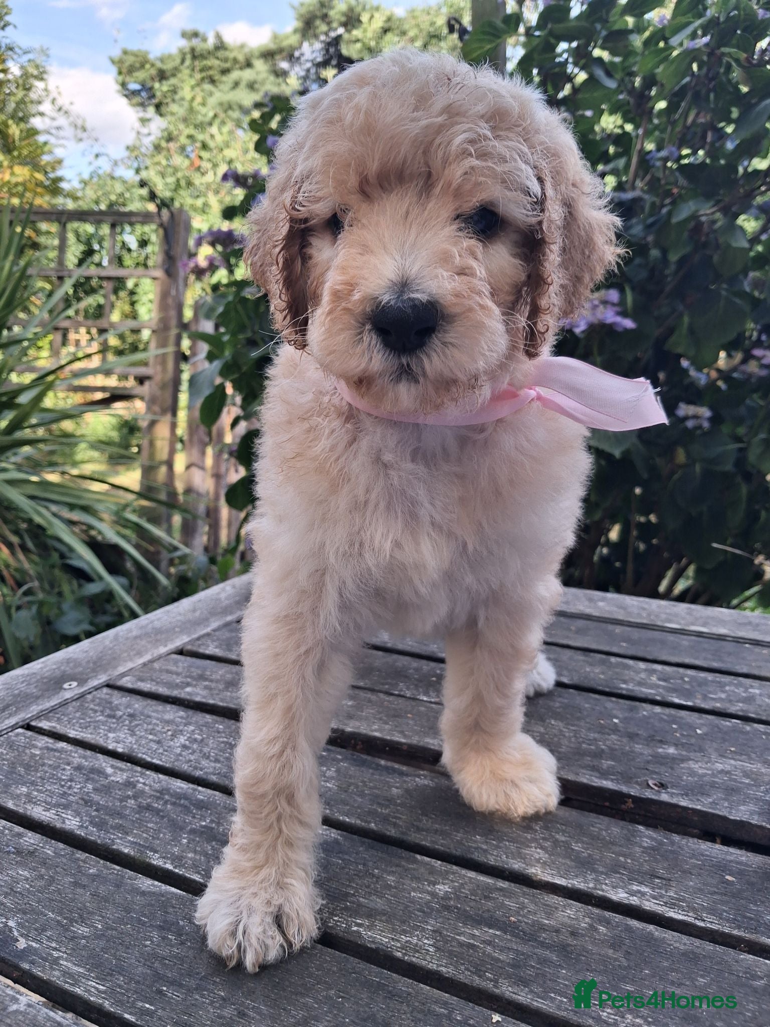 Standard Poodle dogs Six Standard Poodle Pups, KC Reg Champion Pedigree - Advert 1