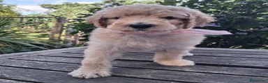 Standard Poodle Pup, Female, Apricot