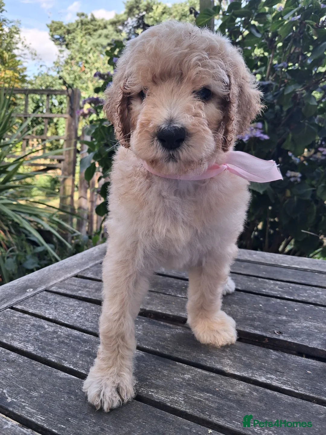 Standard Poodle dogs for sale: Six Standard Poodle Pups, KC Reg Champion Pedigree - Advert 1