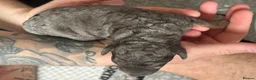 Cockapoo dogs for sale: BEAUTIFUL COCKAPOO PUPPIES  - Advert 20