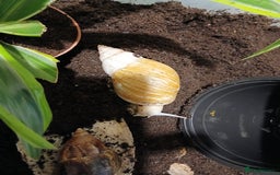 Snails invertebrates for sale: 5 adult African Land Snails and complete set up  - Image 4