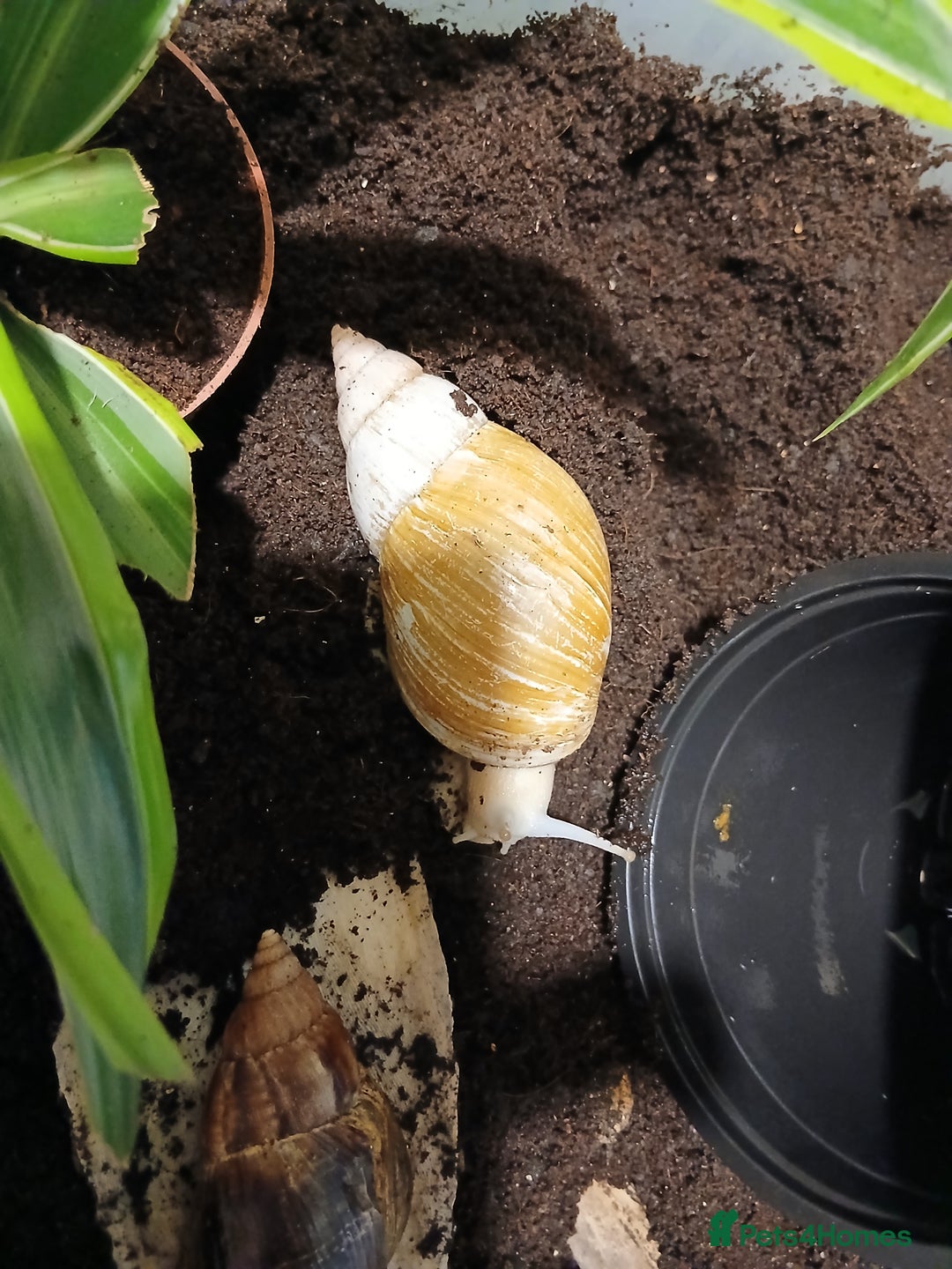Snails invertebrates for sale: 5 adult African Land Snails and complete set up  - Image 4