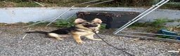German Shepherd dogs for sale: pochi (GSD 1 year) in Brixham - Advert 3