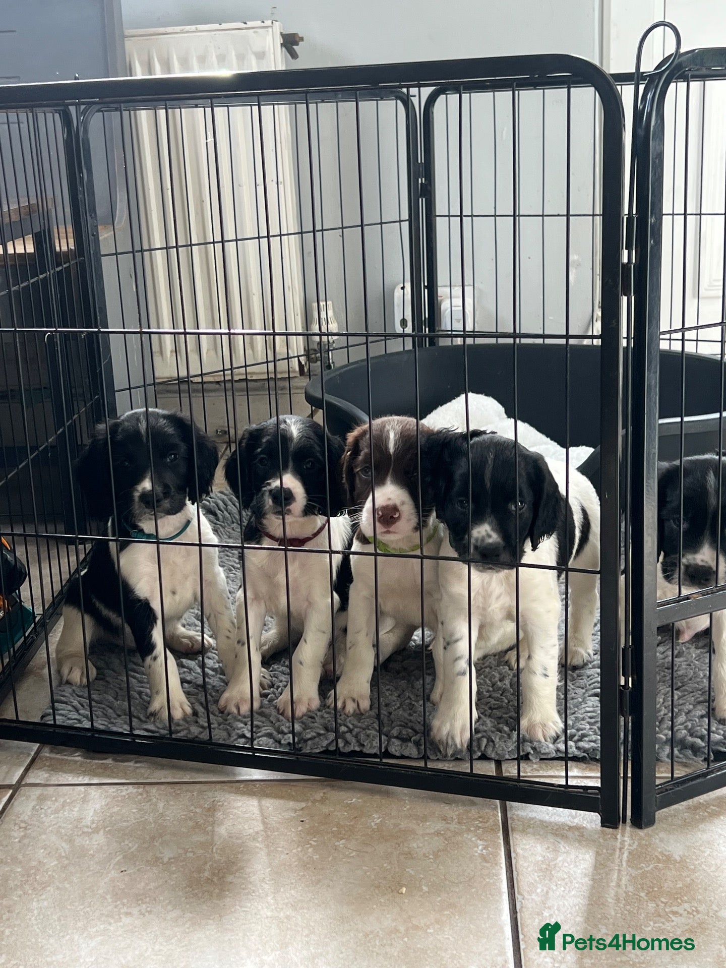 English Springer Spaniel dogs TOP CLASS KC Reg English springer spaniel puppies  - Advert 3