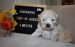 Cockapoo dogs for sale: Unique F1 Cockapoo Puppies - Image 11