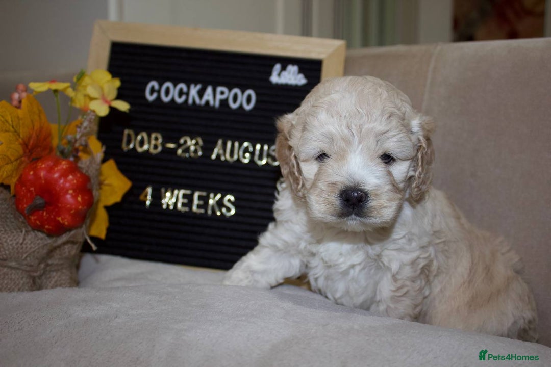 Cockapoo dogs for sale: Unique F1 Cockapoo Puppies - Image 11