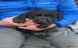 Labrador Retriever dogs for sale: 1 yellow GIRL LEFT KC reg LABRADOR PUPS - Image 4