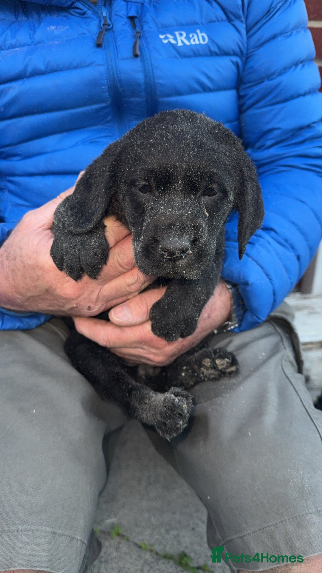 Labrador Retriever dogs for sale: 1 yellow GIRL LEFT KC reg LABRADOR PUPS - Image 4