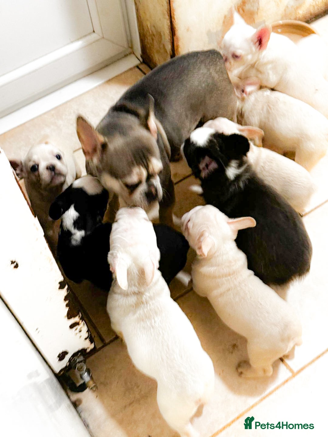 French Bulldog dogs for sale: Top Notch French Bulldog puppies  - Image 5