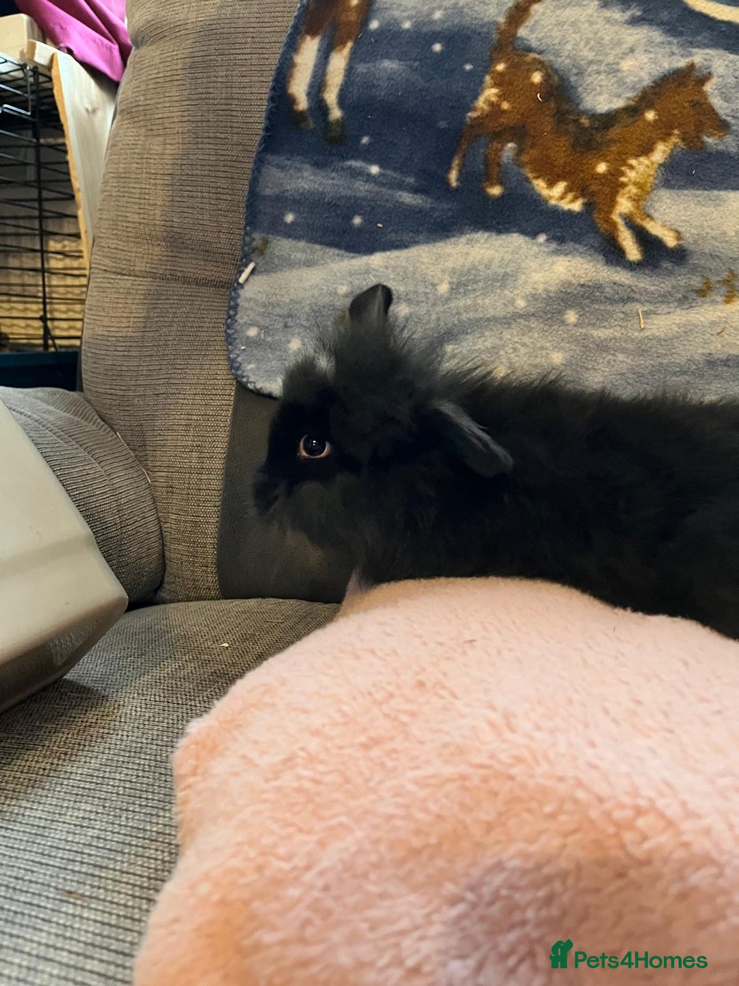 Lionhead rabbits for sale: Baby Lionhead rabbits - Advert 18