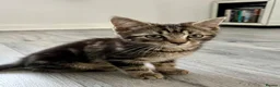 Mixed Breed cats for sale: Beautiful tabby boy 💛 - Advert 1