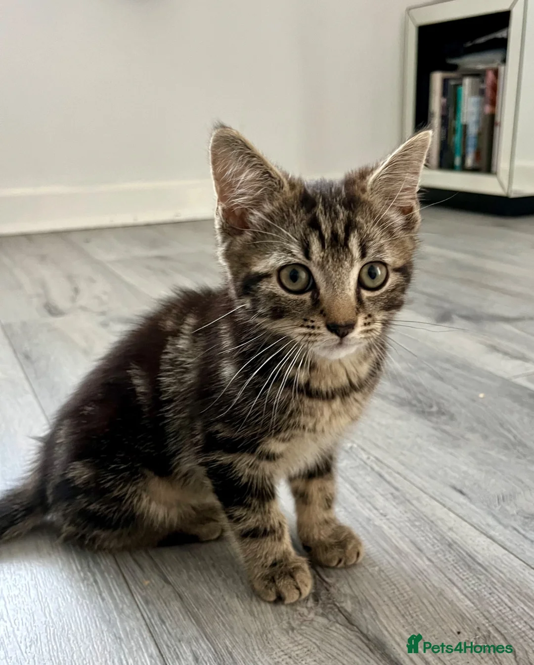 Mixed Breed cats for sale: Beautiful tabby boy 💛 - Advert 1