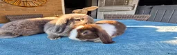 Mini Lop rabbits for sale: Mini Lops in Cambridge - Advert 3